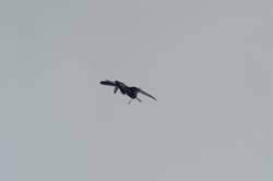 YVAIR05 in flight-1200
