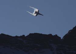 axalp-09-10-295