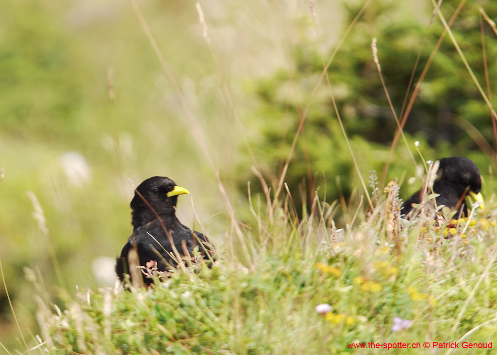 heliswiss-25-08-133
