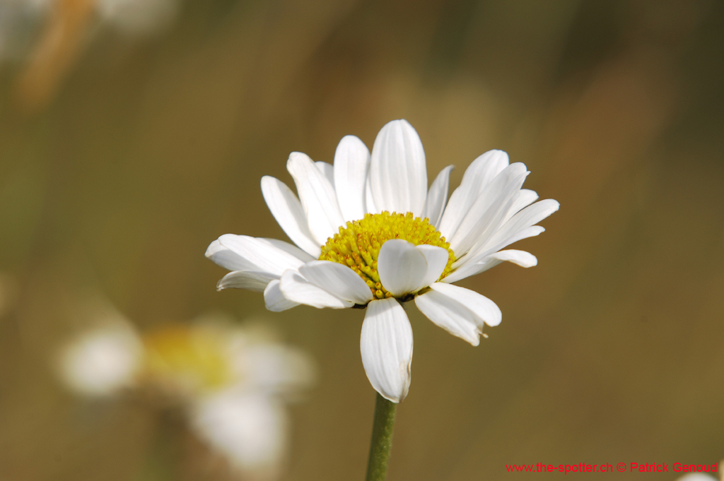 heliswiss-25-08-137