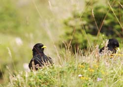heliswiss-25-08-133