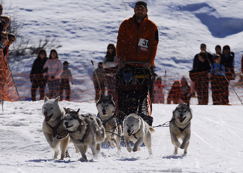 musher108031508