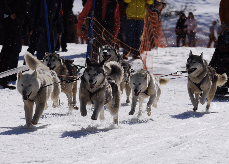 musher109031508