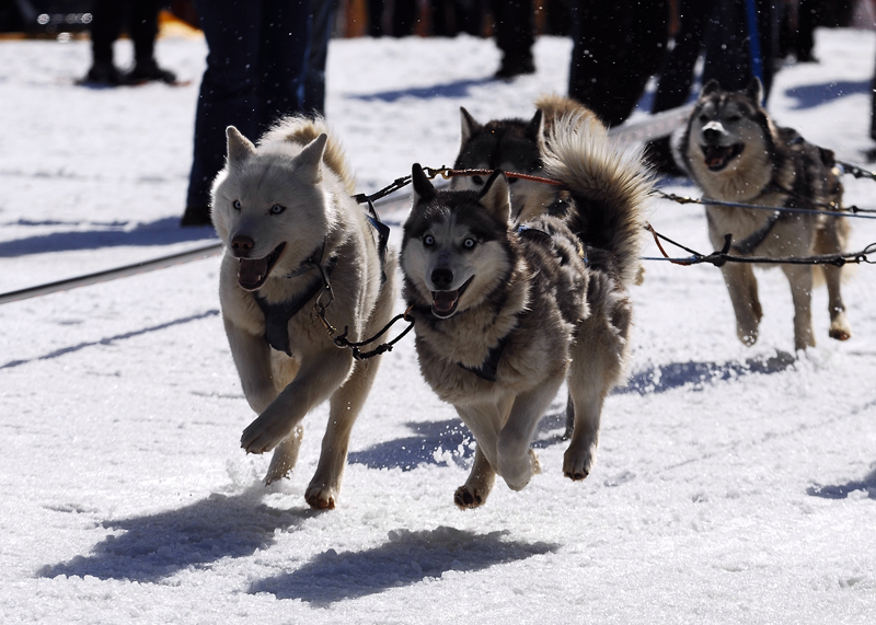 musher110031508