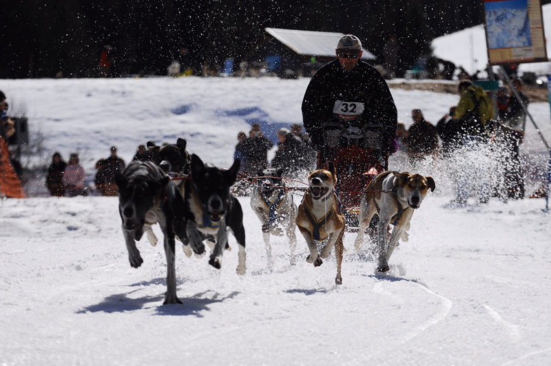 musher113031508