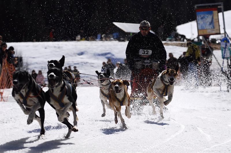 musher114031508