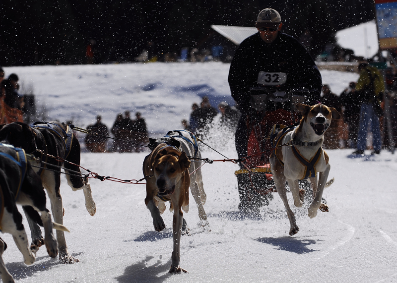 musher115031508