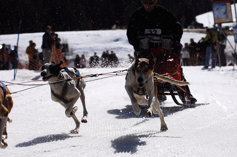 musher116031508