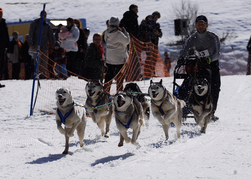 musher117031508