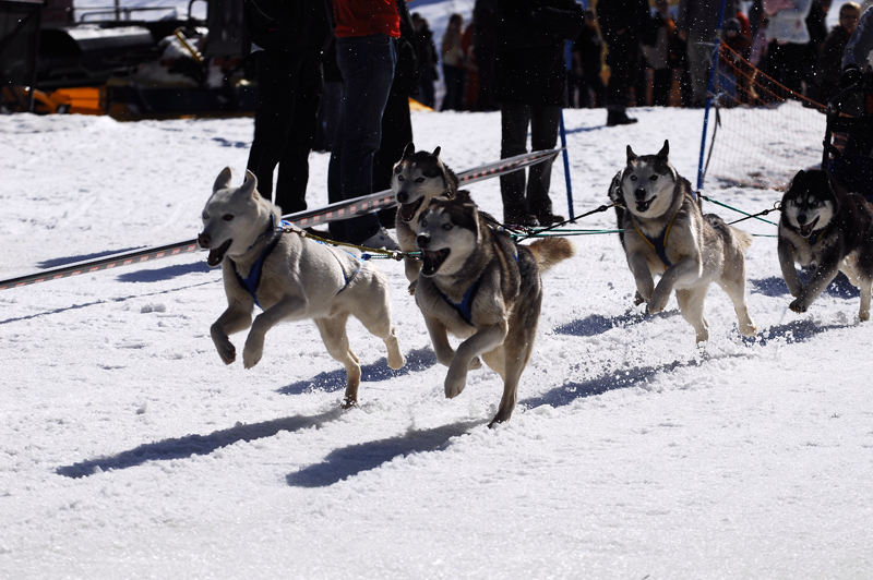 musher118031508