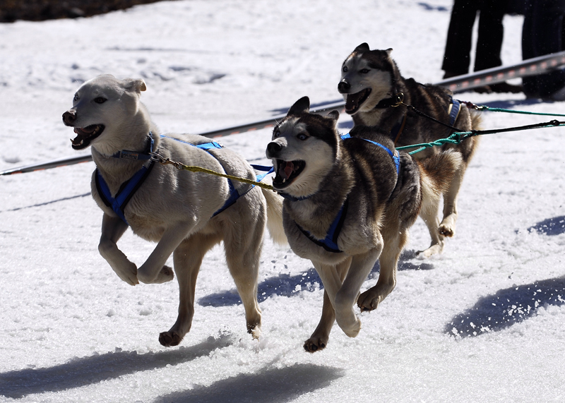 musher119031508