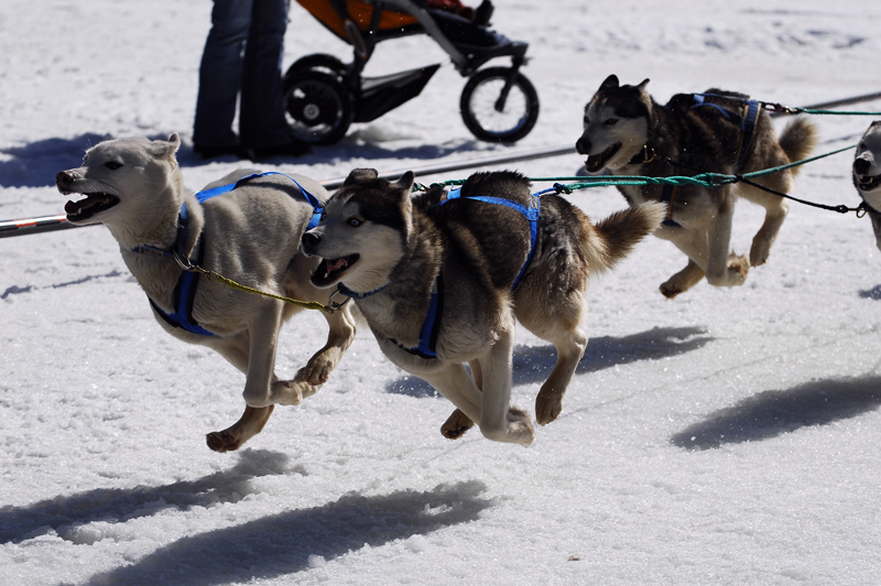 musher120031508
