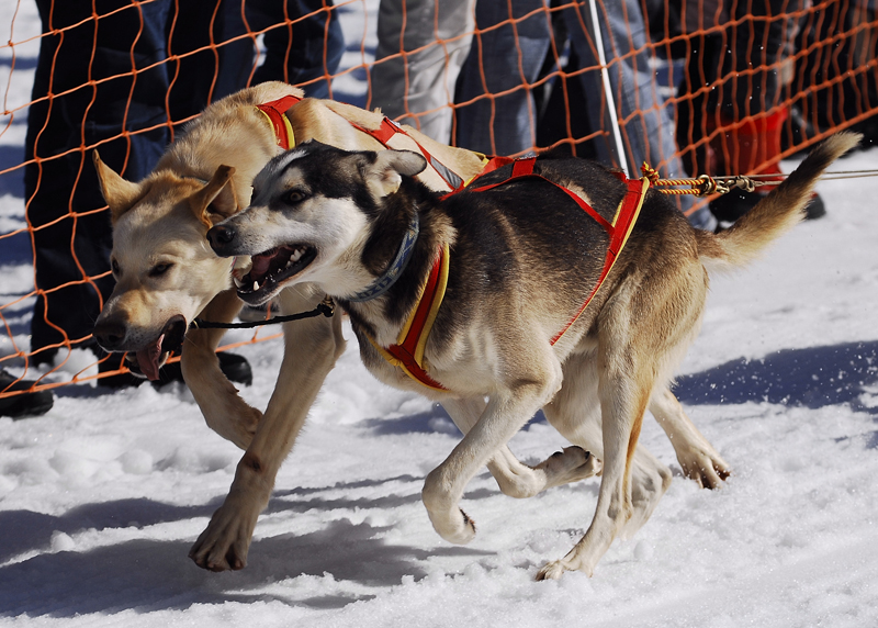 musher123031508
