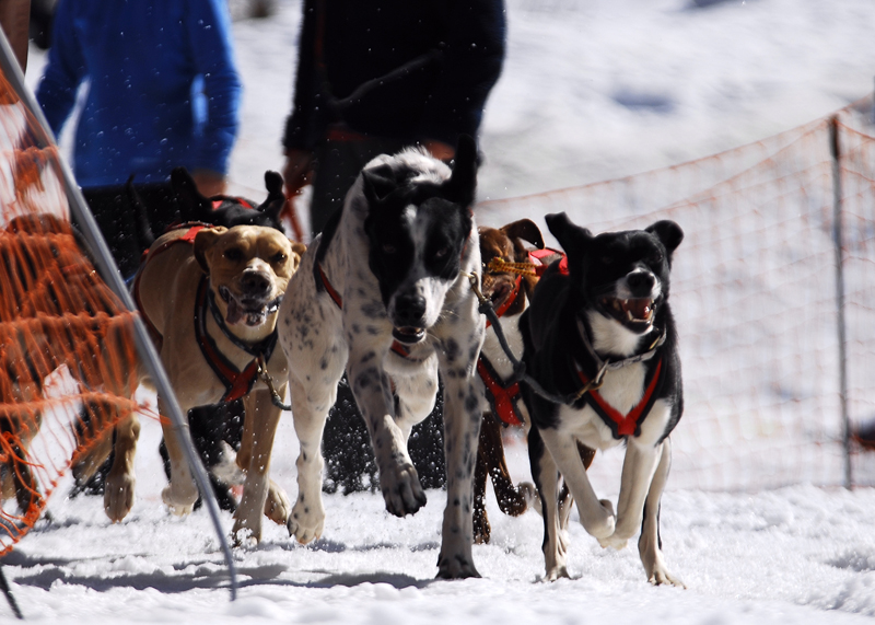 musher124031508