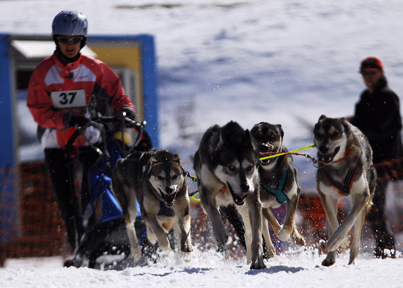 musher126031508
