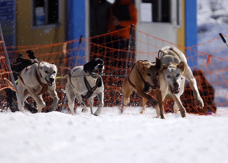 musher127031508