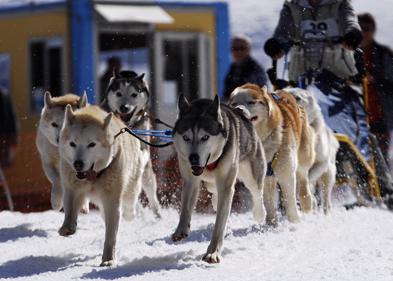 musher130031508