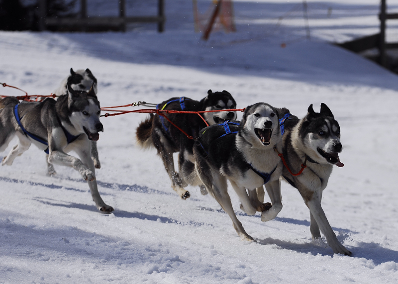 musher134031508