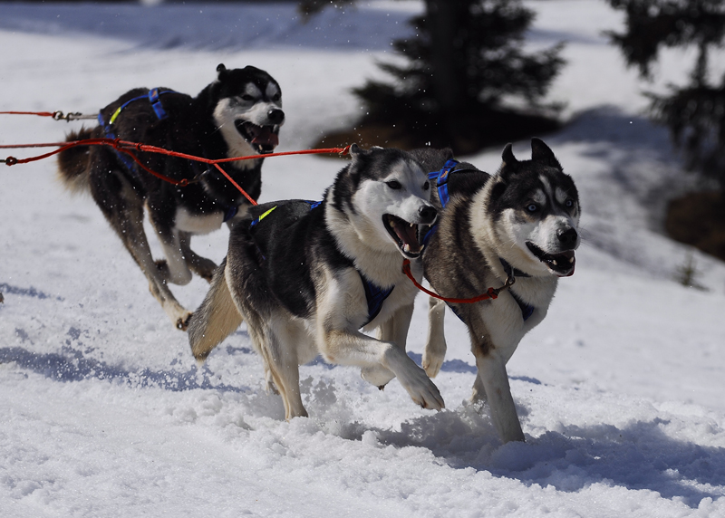musher135031508