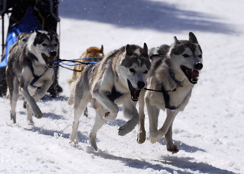 musher136031508