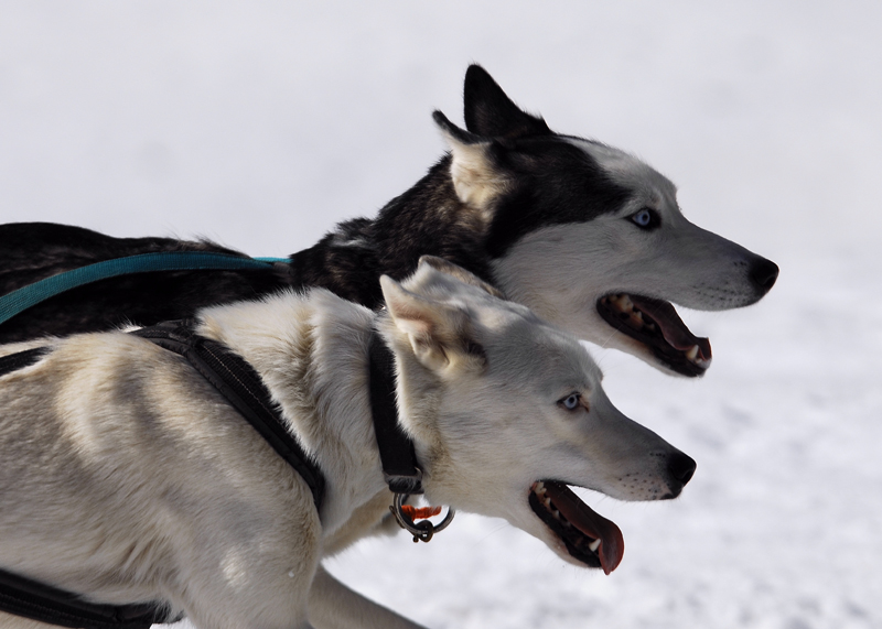 musher137031508