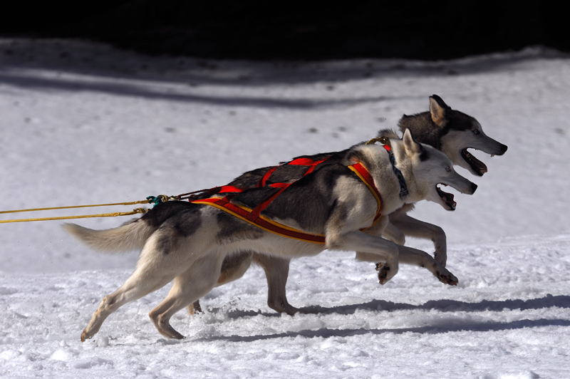 musher139031508