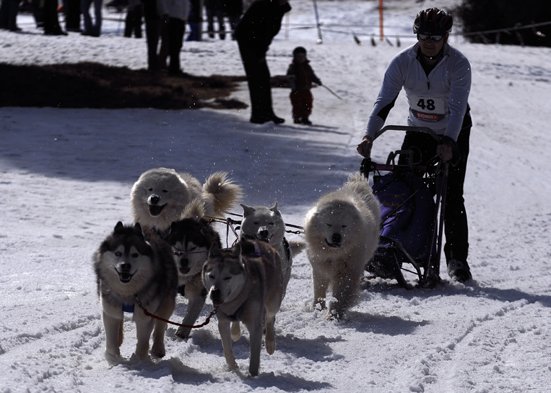 musher141031508