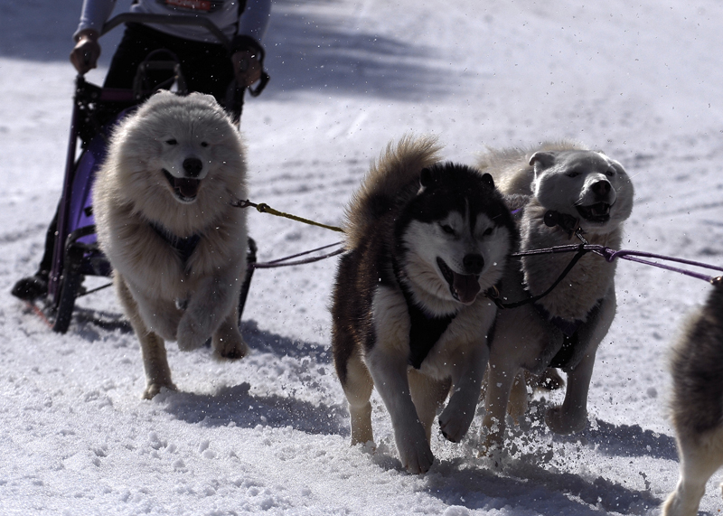 musher142031508