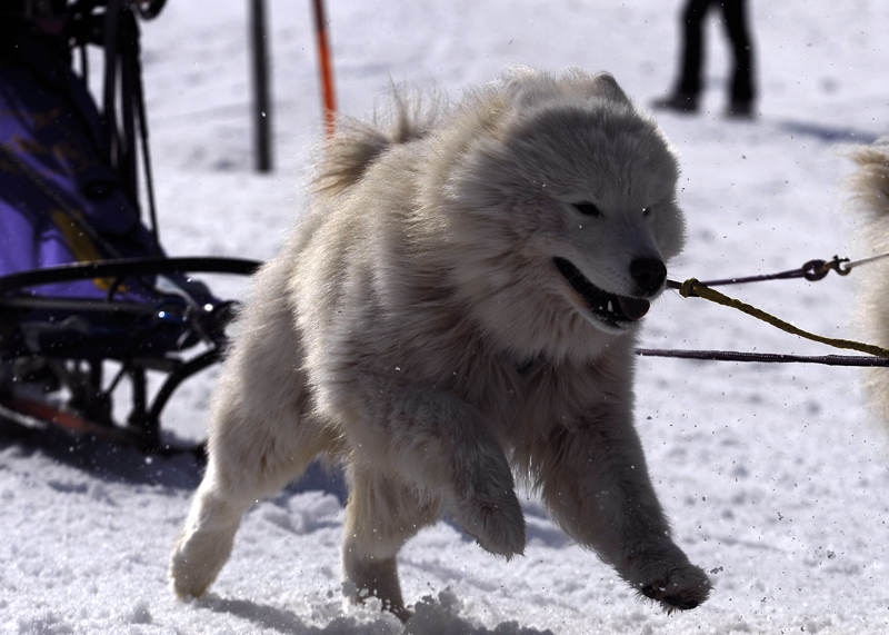 musher143031508