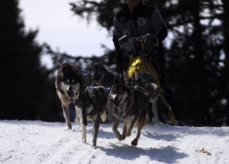 musher144031508