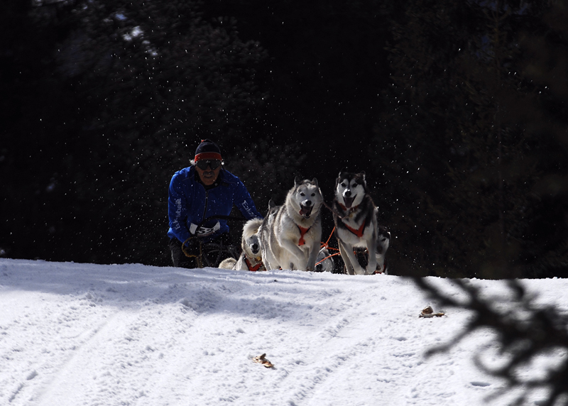 musher146031508
