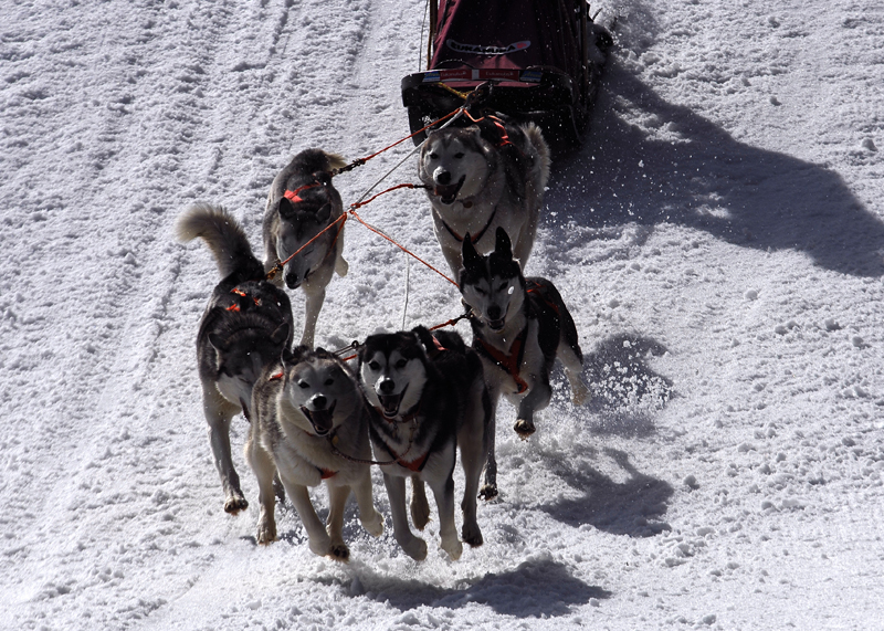 musher147031508