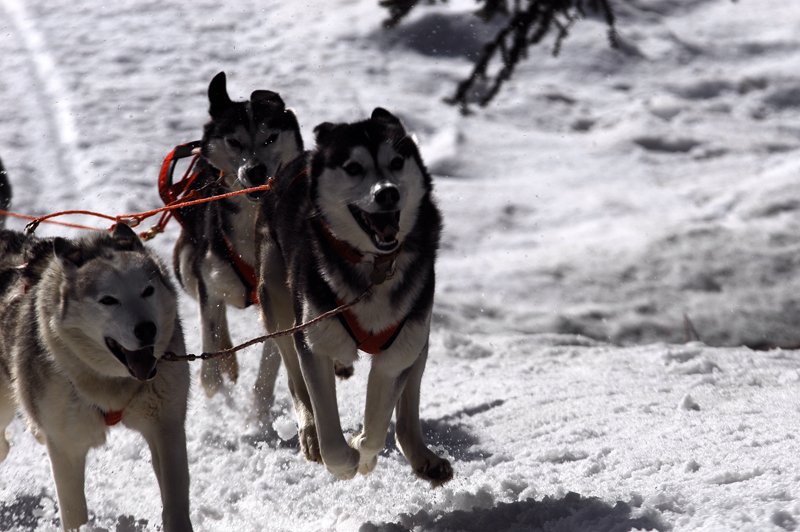 musher148031508