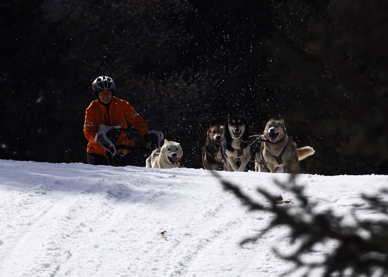 musher149031508