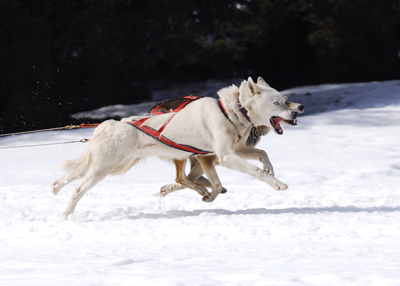 musher150031508