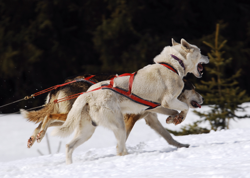 musher151031508
