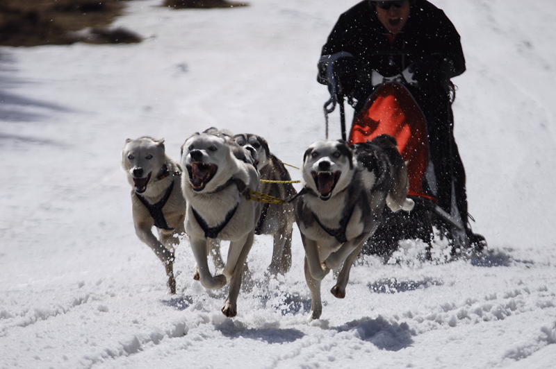 musher153031508