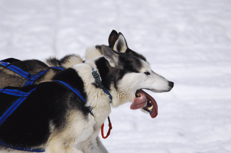 musher155031508