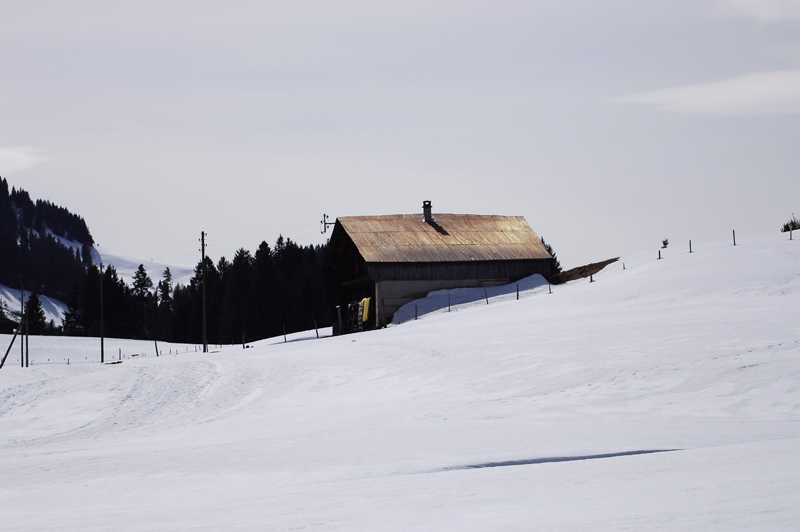 musher156031508