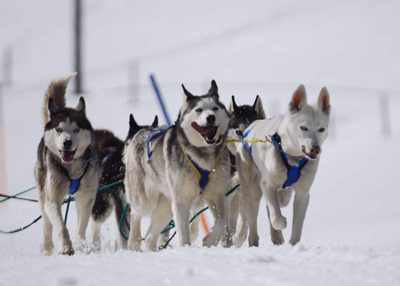 musher159031508