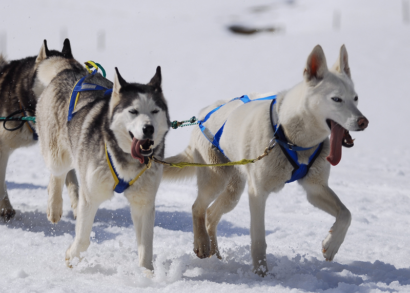 musher160031508