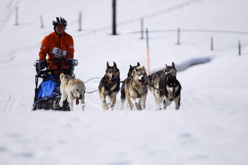 musher161031508