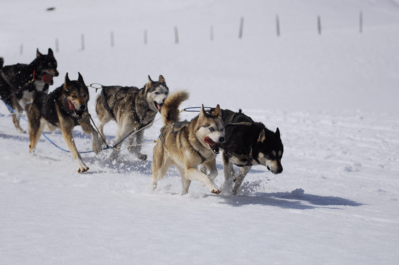 musher163031508