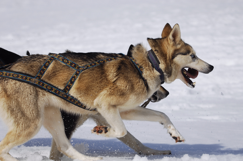musher164031508