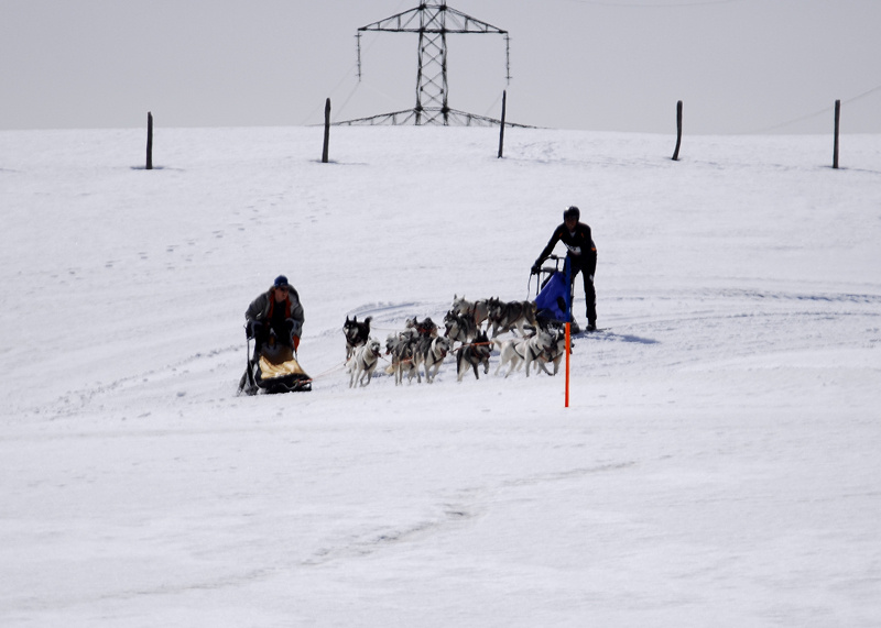 musher165031508