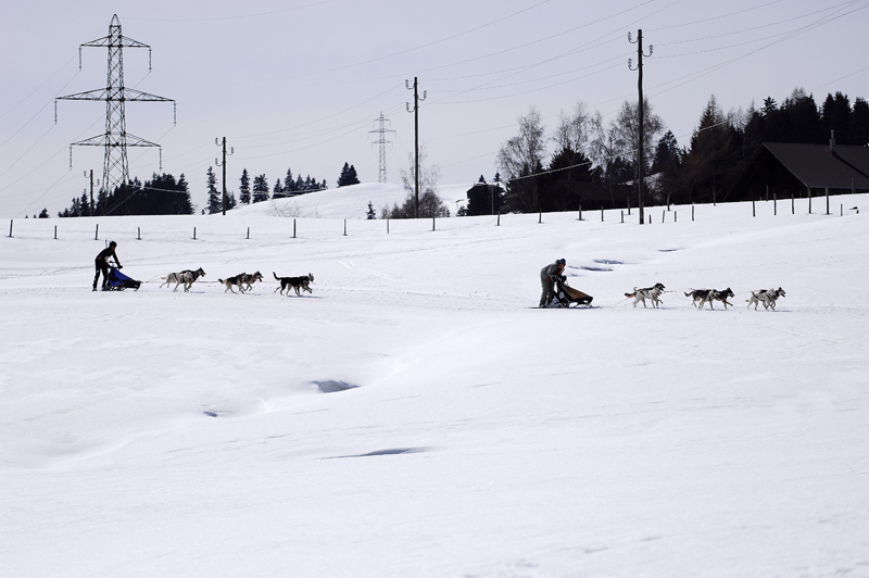 musher166031508