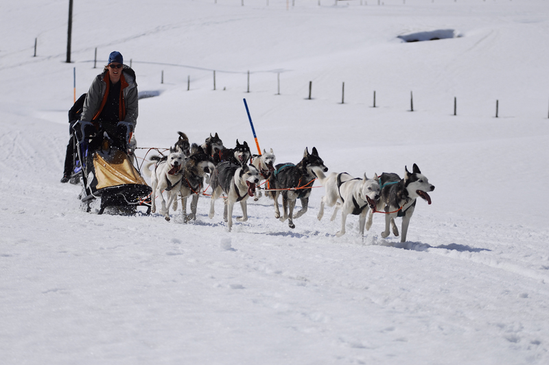 musher168031508