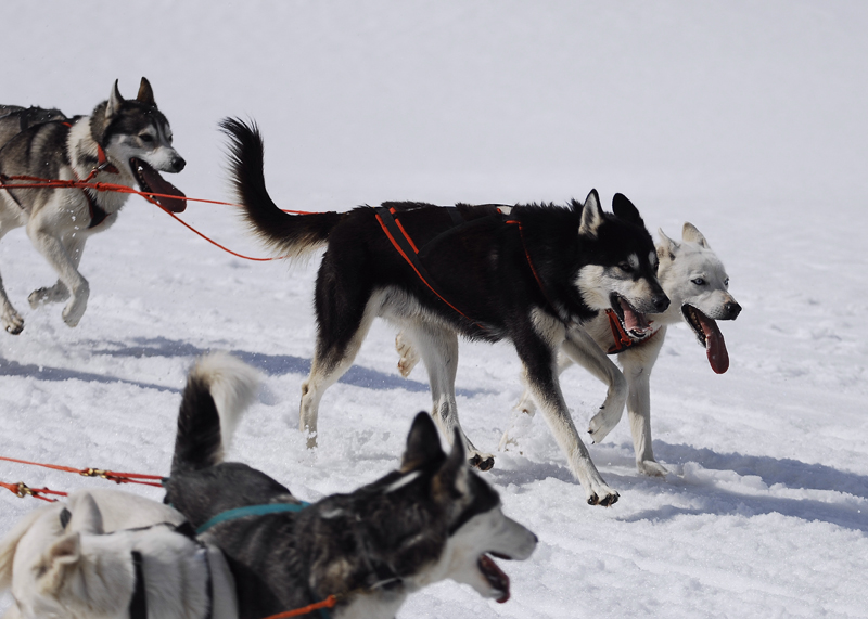 musher169031508
