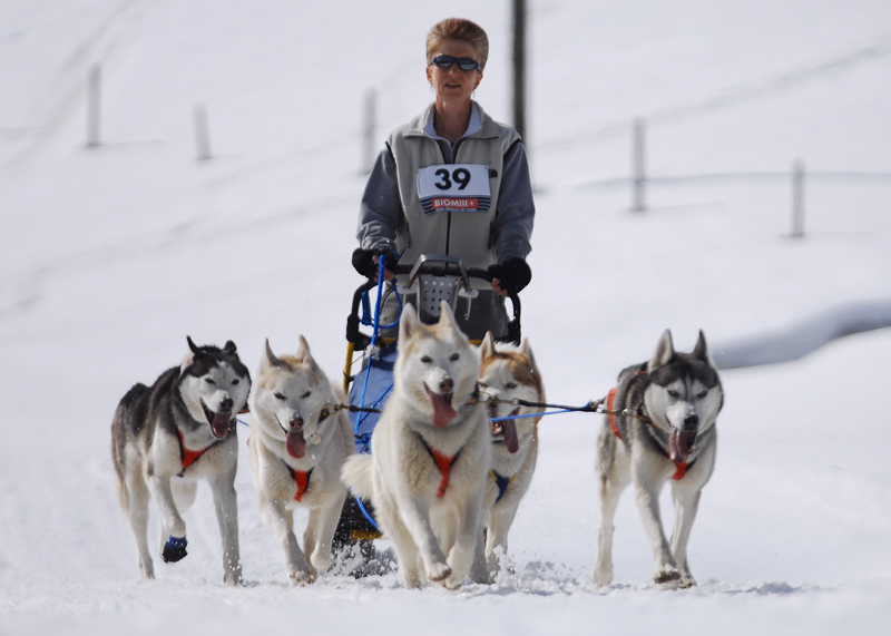 musher170031508