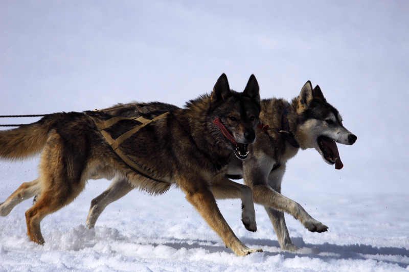 musher174031508